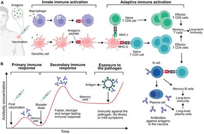 Two centuries of vaccination: historical and conceptual approach and future perspectives